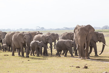 Image showing Herd of wild elephants in Amboseli National Park, Kenya.