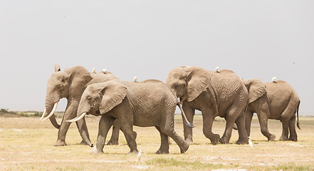 Image showing Herd of wild elephants in Amboseli National Park, Kenya.