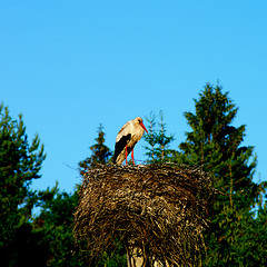 Image showing White Stork in Nest