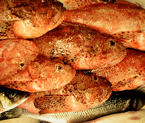 Image showing Raw Red Snapper Background