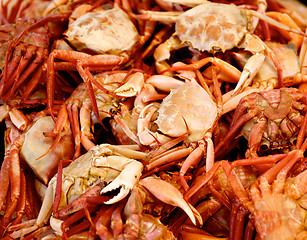 Image showing Mediterranean Red Crab Background