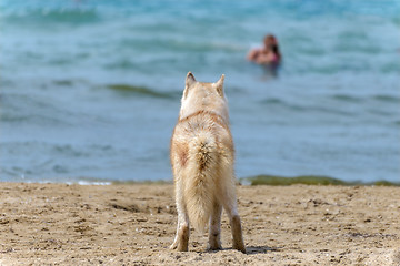 Image showing Husky breed dog