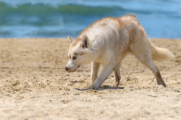 Image showing Husky breed dog