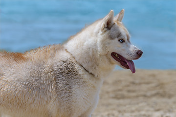 Image showing Husky breed dog