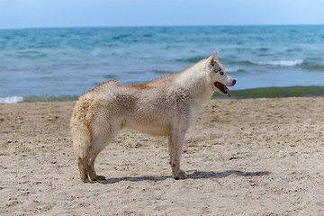 Image showing Husky breed dog