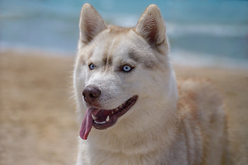 Image showing Husky breed dog