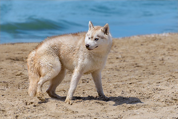 Image showing Husky breed dog