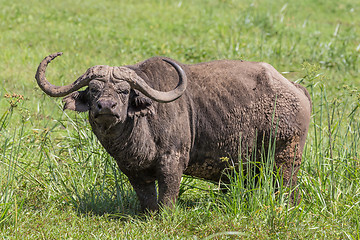 Image showing African Buffalo in the Ngorongoro Crater, Tanzania