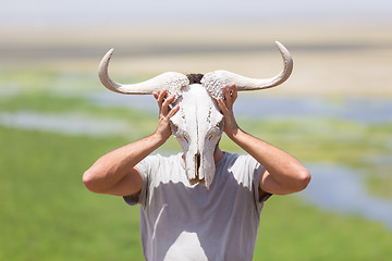 Image showing Man holding a white wildebeest skull wearing it like a mask in nature on african wildlife safari.