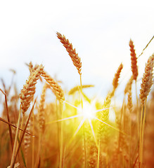 Image showing Field of yellow wheat and sun