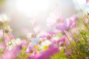 Image showing Cosmos flowers in sunset