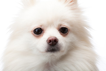 Image showing Cute White pomeranian dog