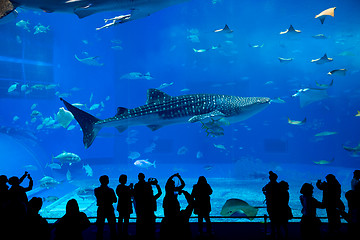 Image showing Aquarium in Okinawa city