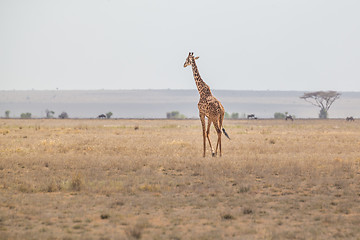 Image showing Solitary giraffe in Amboseli national park, Kenya.