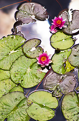 Image showing Pink Water Lilies