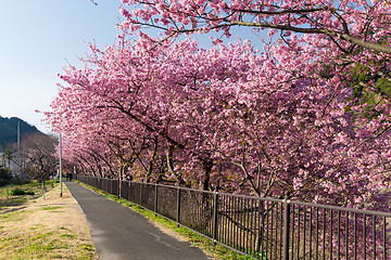 Image showing Sakura in park