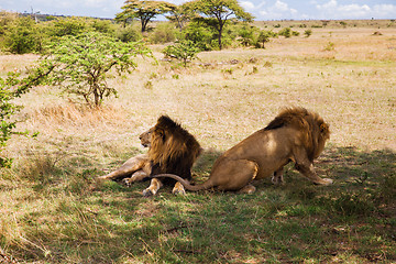 Image showing male lions resting in savannah at africa