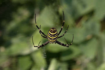 Image showing Spider on spiderweb