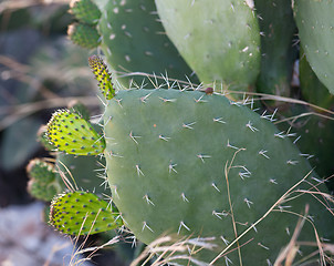 Image showing Cactus opuntia (prickly pear) 