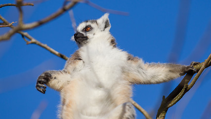 Image showing Ring-tailed lemur (Lemur catta)