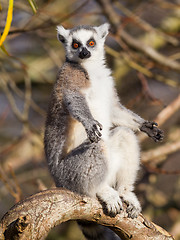 Image showing Ring-tailed lemur (Lemur catta)