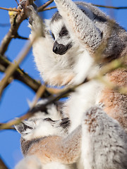 Image showing Ring-tailed lemur (Lemur catta)