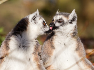 Image showing Ring-tailed lemur (Lemur catta), couple