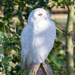 Image showing Snowowl sitting still