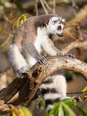 Image showing Ring-tailed lemur (Lemur catta)