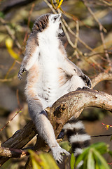 Image showing Ring-tailed lemur (Lemur catta)