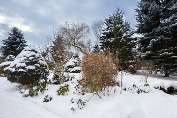 Image showing beautiful winter garden covered by snow