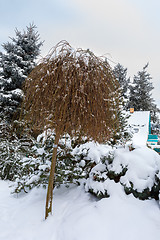 Image showing beautiful winter garden covered by snow