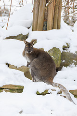 Image showing Red-necked Wallaby in snowy winter