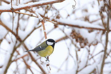 Image showing beautiful small bird great tit in winter