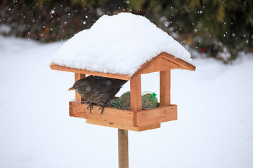 Image showing Common blackbird blackbird in simple bird feeder