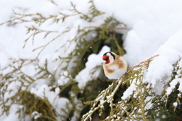 Image showing small bird European goldfinch in winter