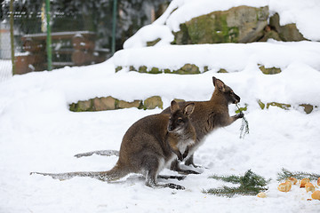 Image showing Red-necked Wallaby in snowy winter