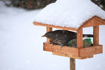 Image showing Common blackbird blackbird in simple bird feeder