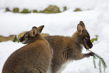 Image showing Red-necked Wallaby in snowy winter