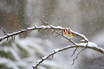 Image showing small bird European goldfinch in winter