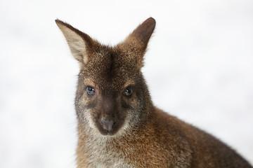 Image showing Red-necked Wallaby in snowy winter