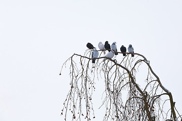 Image showing pigeons sitting on the branch in winter