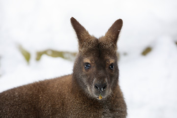 Image showing Red-necked Wallaby in snowy winter