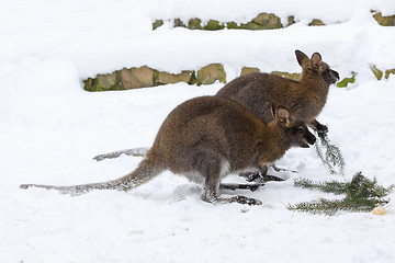 Image showing Red-necked Wallaby in snowy winter