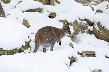 Image showing Red-necked Wallaby in snowy winter