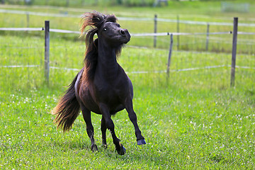 Image showing Beautiful Horse in Motion