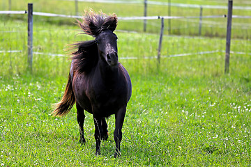 Image showing Beautiful Horse in Motion