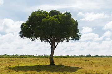 Image showing acacia tree in savannah at africa