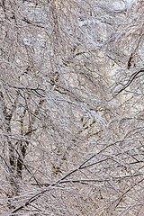 Image showing Detail of a Forest in Winter 