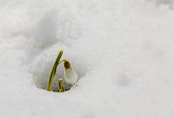 Image showing Snowdrop